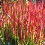 вика/Императрица целиндрическая Red baron_enl