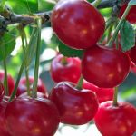 вика/вишня 0104q2