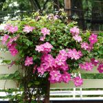 вика/вьющиеся2212-183