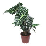 Алоказия Полли