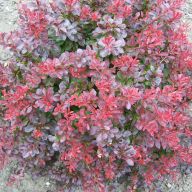 Барбарис   Atropurpurea