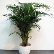 Хризолидокарпус большой