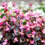 бегония много рассада