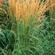 вика/Вейник остроцветный Calamagrostis acutiflora Karl Foerster_enl