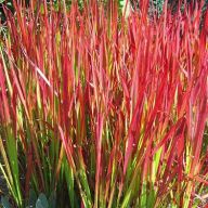 вика/Императрица целиндрическая Red baron_enl