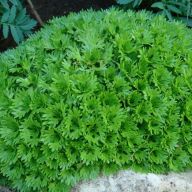 вика/Камнеломка Арендса