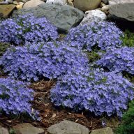 вика/Колокольчик Campanula-garganica_1406_1280_1280_enl