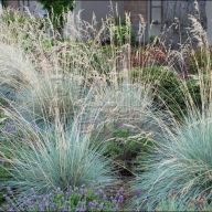 вика/Овес вечнозеленый helictotrichon-sempervirens_enl