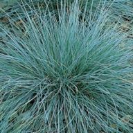 вика/Овсяница голубая Festuca glauca Biau Auslese_enl