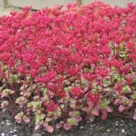 вика/Очиток ложныйspurium_enl