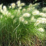 вика/Пеннисетум Pennisetum villosum_enl