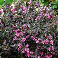 вика/вигелла viktoriya