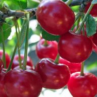 вика/вишня 0104q2