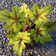 вика/гейхера алабама санрайз