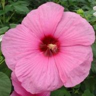 вика/гибискус розовый