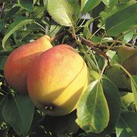 вика/груша2105-091