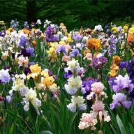 вика/ирисы