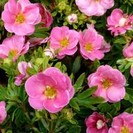 вика/лапчатка  pink paradise