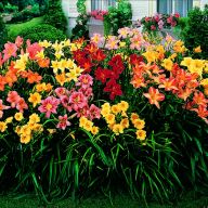 вика/лилейники