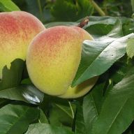 вика/персик1111-002