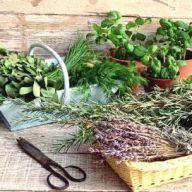 вика/пряные травы