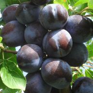 вика/слива Chachakskaya_naiboliya