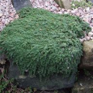 вика/тимьян ползучий Thymus-serpyllum (3)_enl