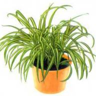 вика/хлорофитум