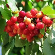 вика/черешня донецкая красавица190