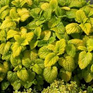 вика/Melissa1_enl