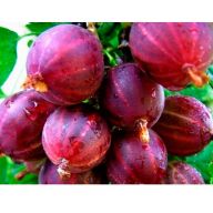 вика/kryzhovnik_konsul