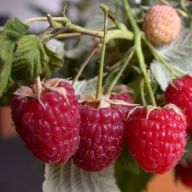 вика/malina dneprovka