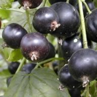 вика/smorodinyi-chernoy-guliver