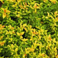 вика/spiraea2_10bumalda_goldflame1