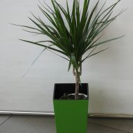 драцена3 маленькая