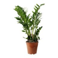 замиокулькас(150)