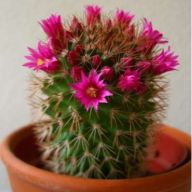 кактус маленький мамилярия