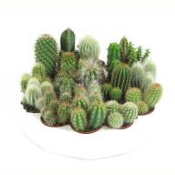 кактус микс (25)