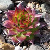 каменная роза