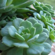 каменная роза2