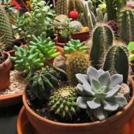 композиция из сукулентов в плошке