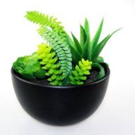 композиция из сукулентов