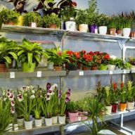 многообразие растений на тролях