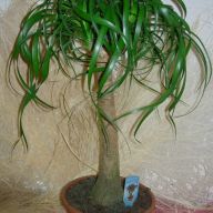 нолина,бокарнея маленькая