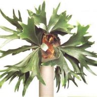 платицериум