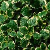 плектрантус