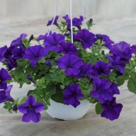 сурфиния фиолетовая в подвеске