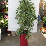 фикус бенжамин