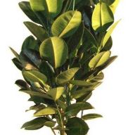 фикус робуста тройной