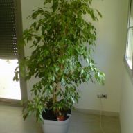 фикус средний 210